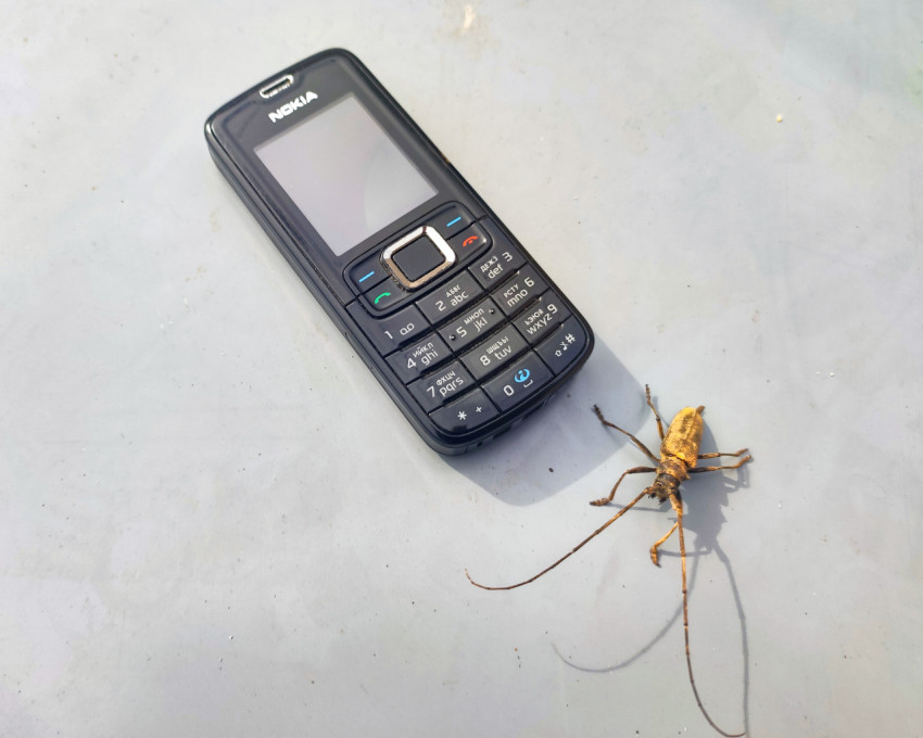 Кнопочный телефон Nokia рядом с жуком-усачем, крупный план