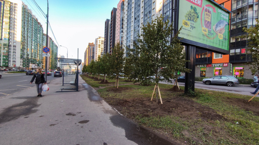 Новопосаженные деревья вдоль городской улицы с остановкой общественного транспорта