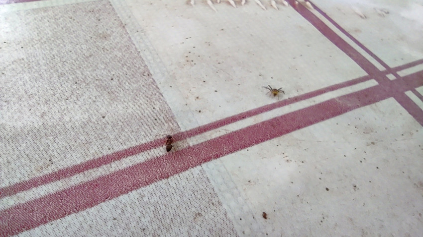 Муравей и паук на текстильной поверхности