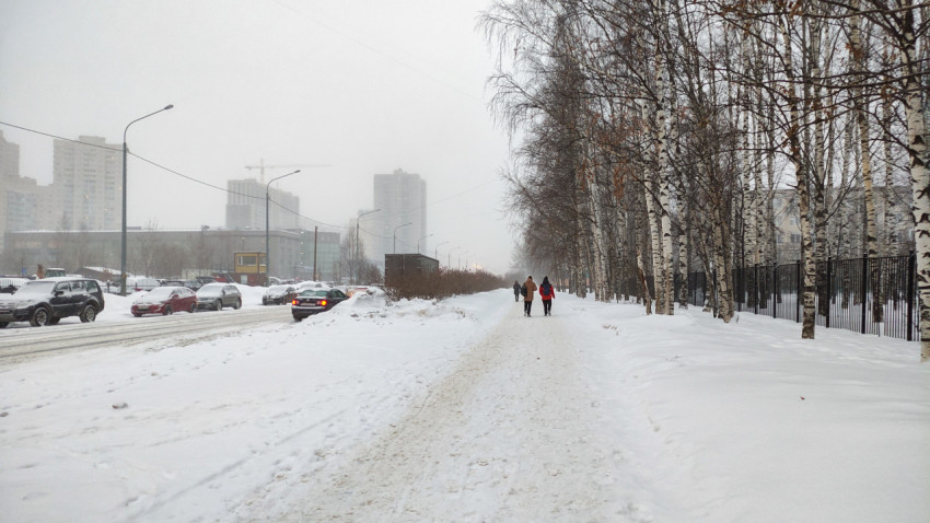 Городская дорога вдоль берёзовой рощи в зимний день