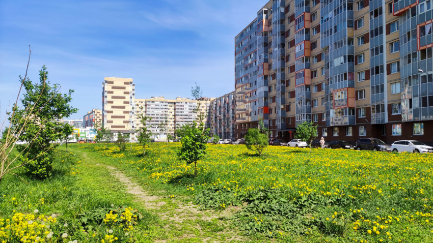 Весенний газон с одуванчиками на фоне жилых домов