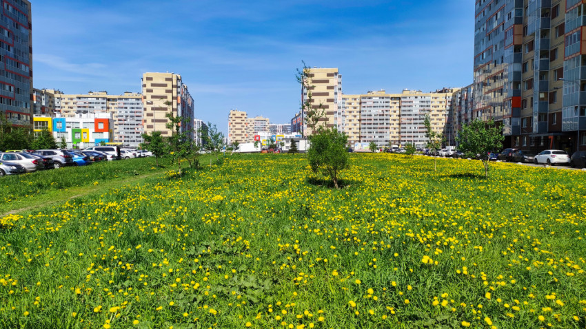 Цветущий весенний газон между жилыми домами