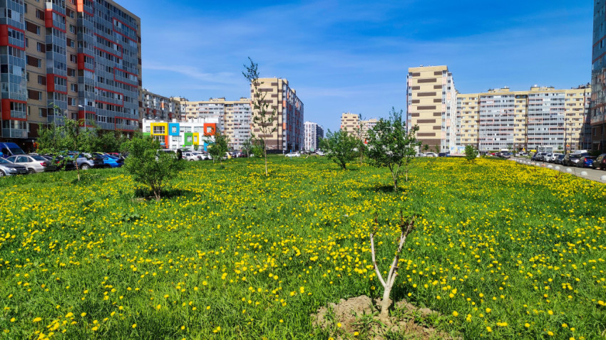 Цветущий одуванчиками газон в жилом квартале