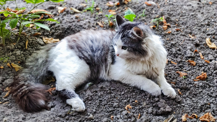 Домашний кот лежит на земле на участке