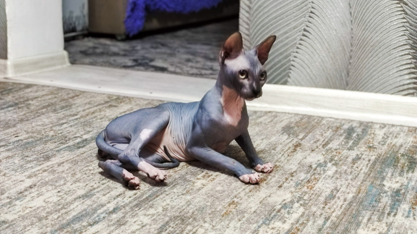 Кот породы сфинкс в сидячей позе