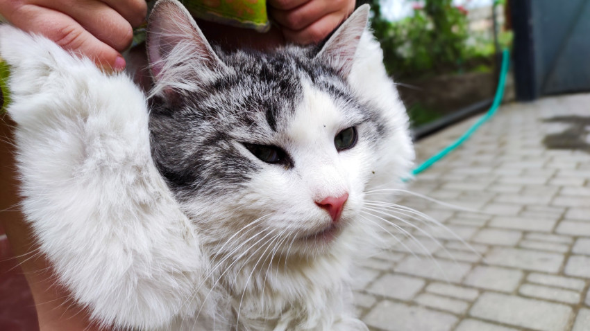 Домашняя кошка в руках человека на улице
