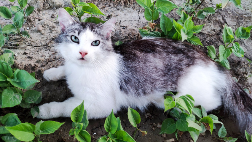 Кошка лежит среди садовых растений
