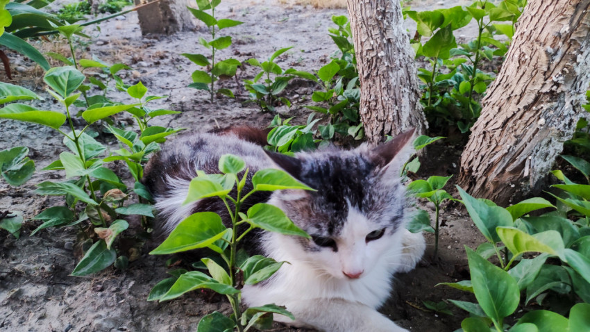 Кошка лежит под деревьями на участке