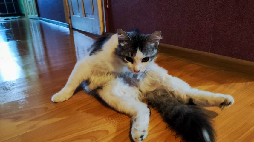 Домашний кот в сидячей позе на полу