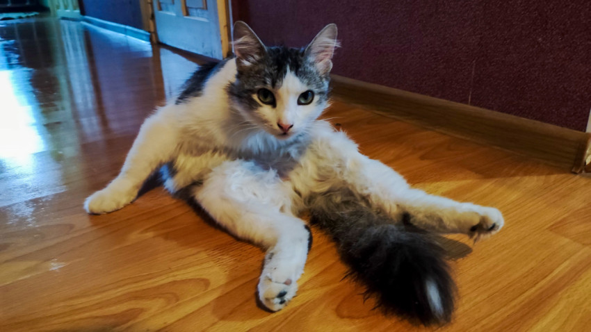 Домашний кот сидит на деревянном полу