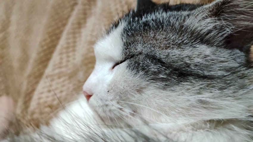 Спящая кошка в профиль
