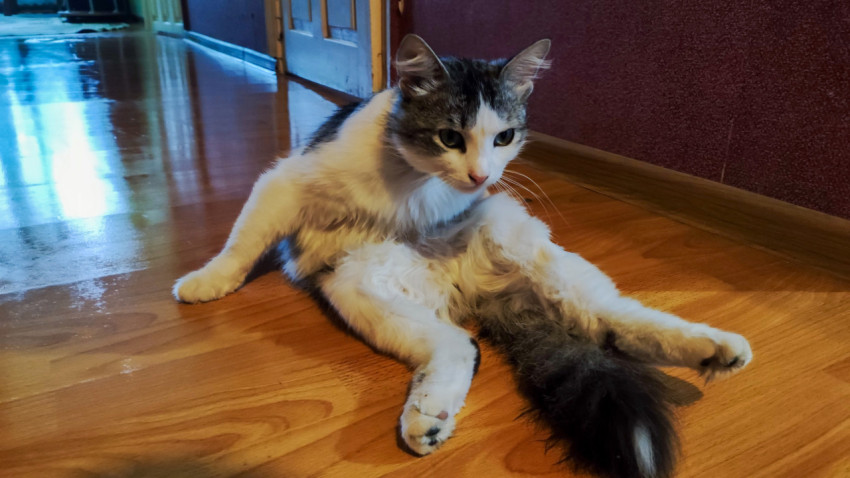 Домашний кот сидит на полу в коридоре