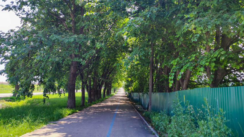 Пешеходная аллея с деревьями летом