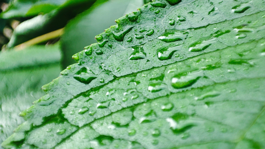 Лист растения с каплями воды по краю