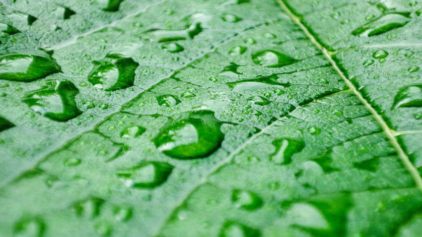 Капли воды на зелёном листе крупным планом
