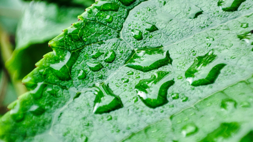 Капли воды на поверхности листа крупным планом