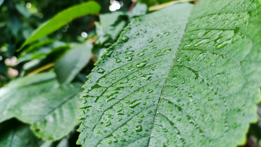 Зелёный лист растения после дождя