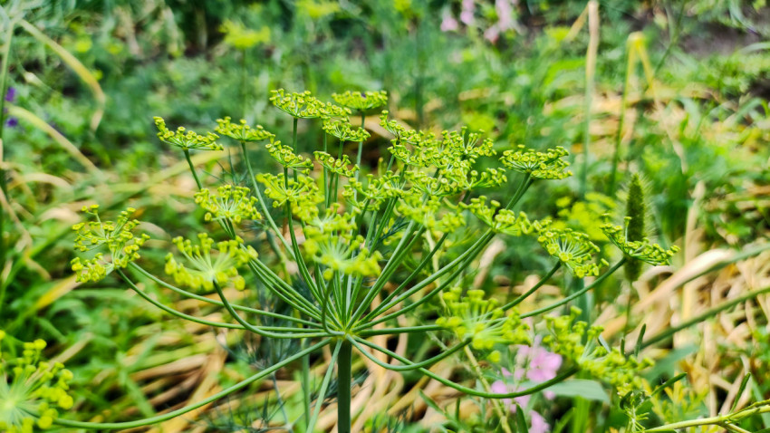 Соцветие укропа в фазе цветения