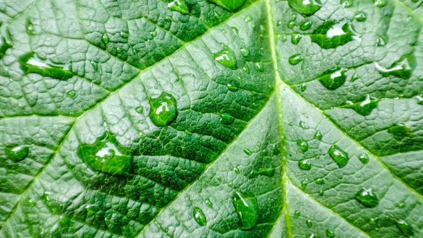 Капли дождя на зелёном листе растения
