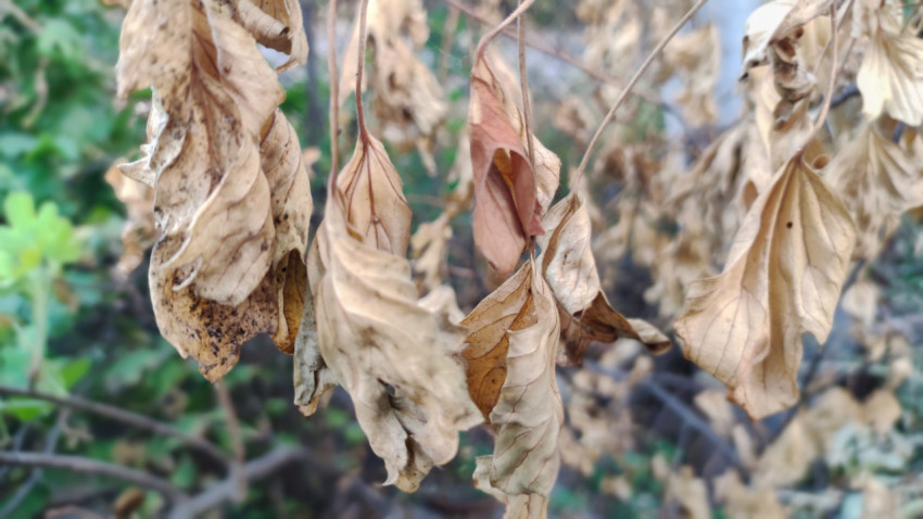 Пучок засохших листьев на ветках