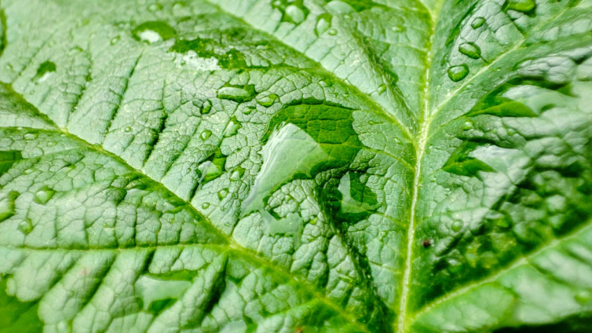 Дождевые капли на поверхности листа крупным планом