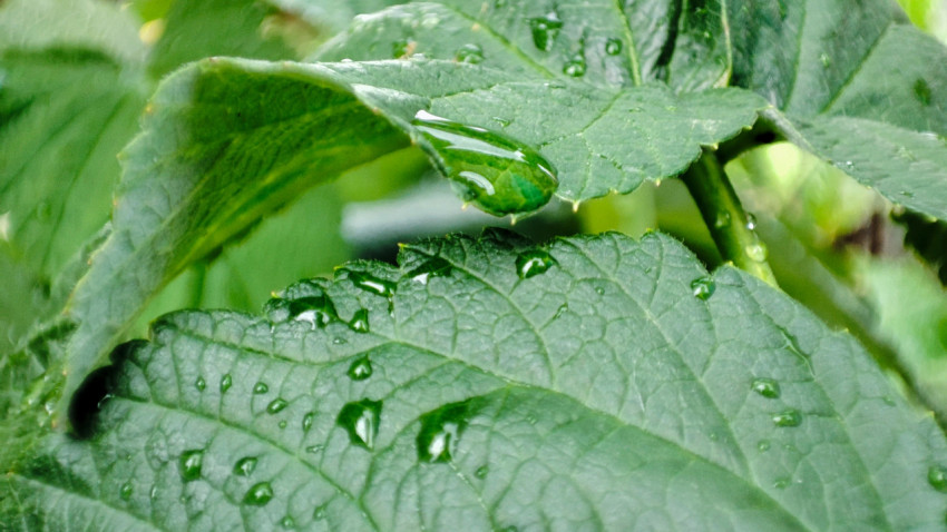Дождевые капли на листьях растения в саду