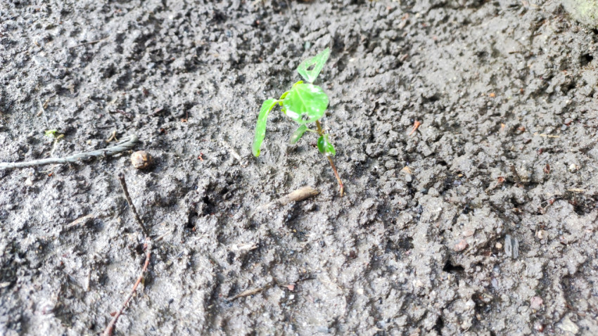 Молодой росток растения на сырой почве