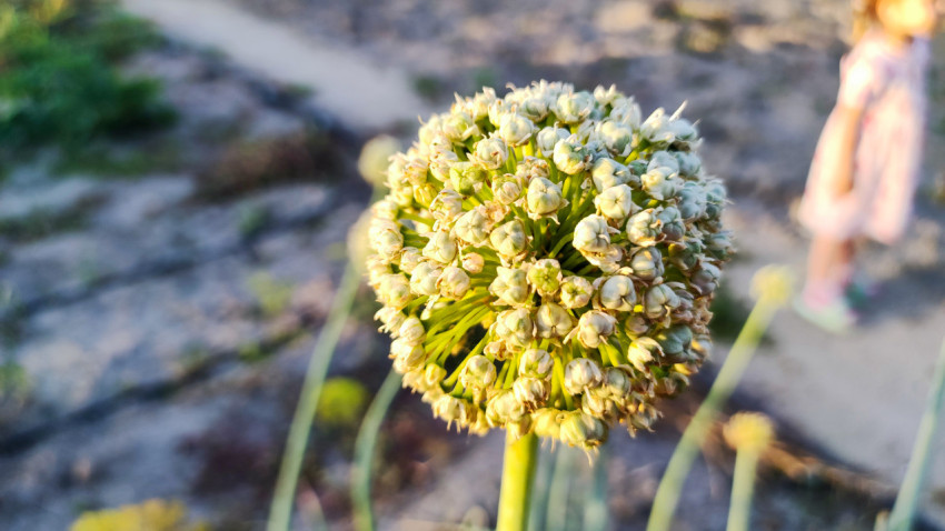 Соцветие лука с бутонами и размытый огородный фон