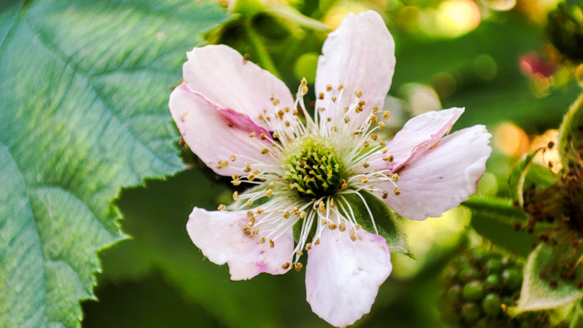 Цветок ежевики на фоне зелёной листвы