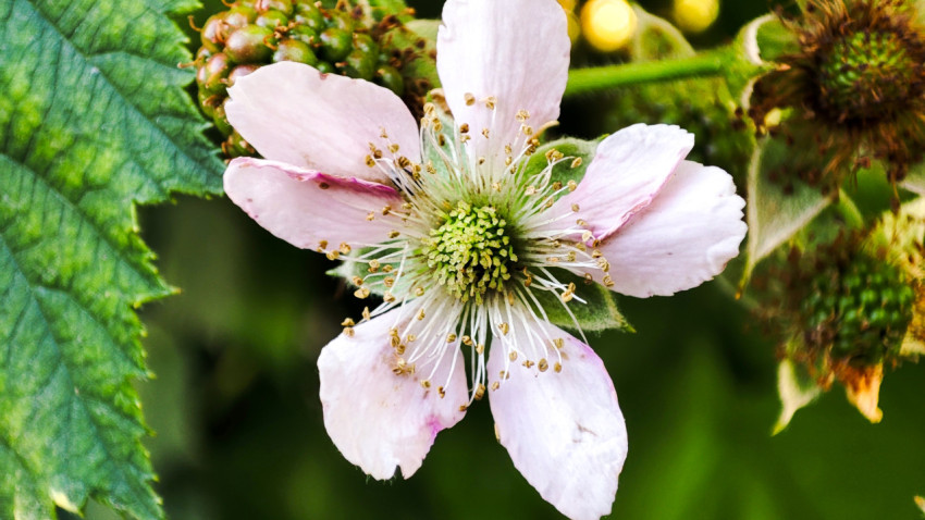 Цветок ежевики с раскрытыми лепестками