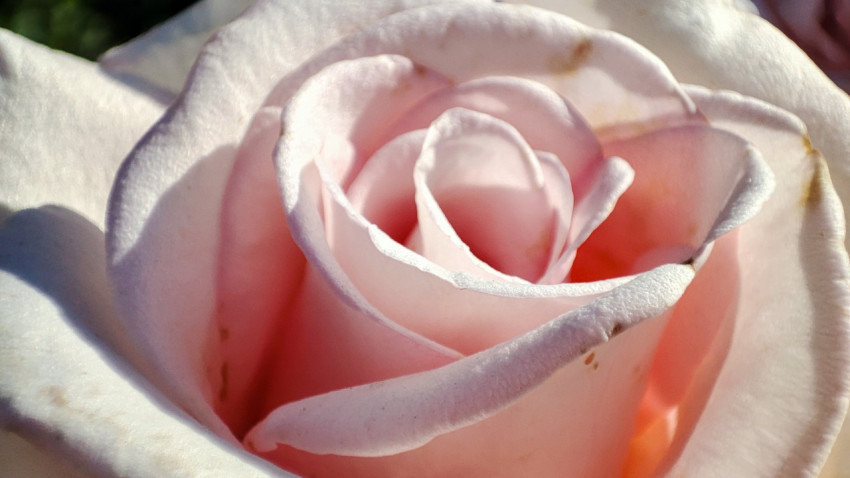 Розовый бутон розы крупным планом