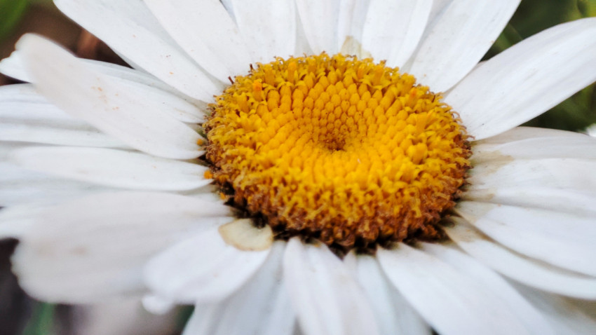 Серединка цветка ромашки крупным планом
