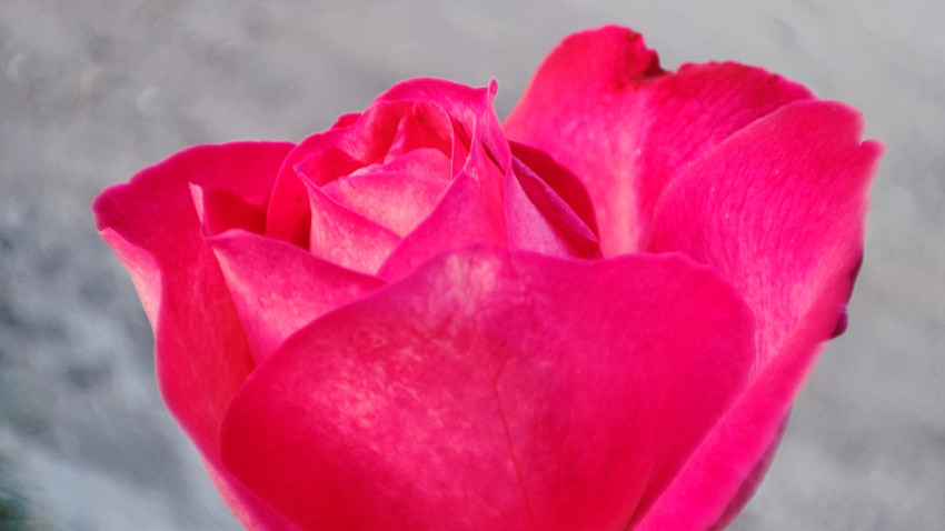 Бутон розы крупным планом