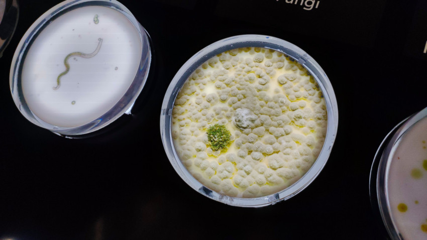 Образцы грибков и микроорганизмов на научном стенде