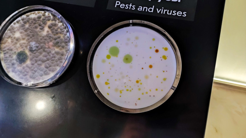 Экспозиционный стенд с образцами микроорганизмов в павильоне «АТОМ»