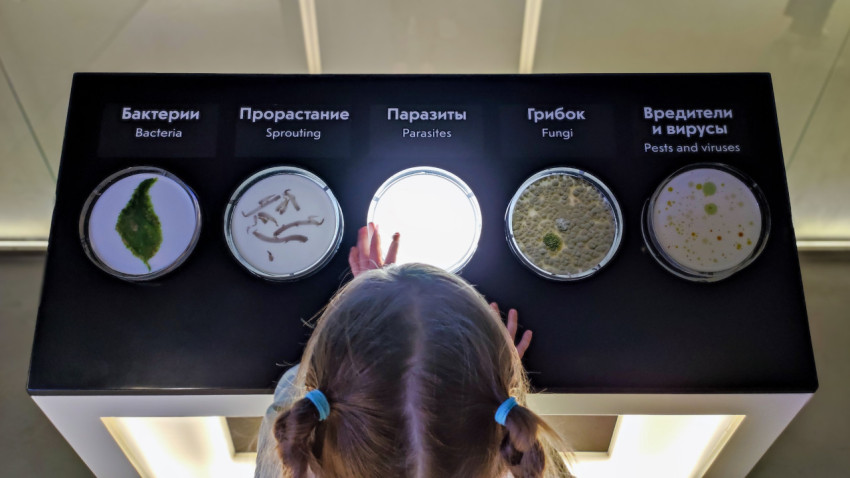 Посетитель у интерактивного биологического стенда павильона «АТОМ»