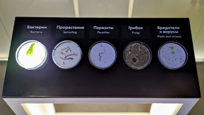 Интерактивный стенд «Бактерии, паразиты, грибки, вирусы»