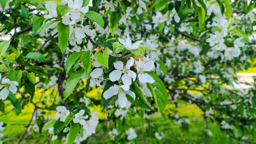 Цветущие ветви яблони крупным планом в парке