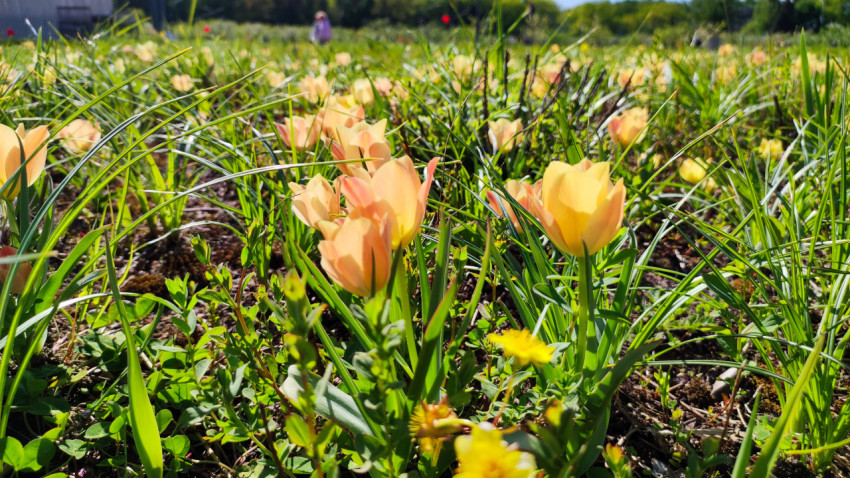 Цветущие тюльпаны на газоне ВДНХ