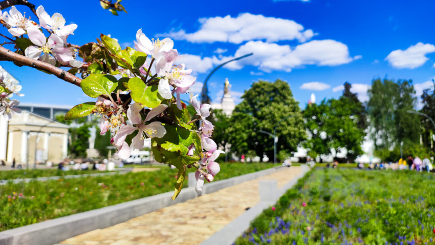 Цветущая яблоня у прогулочной дорожки ВДНХ