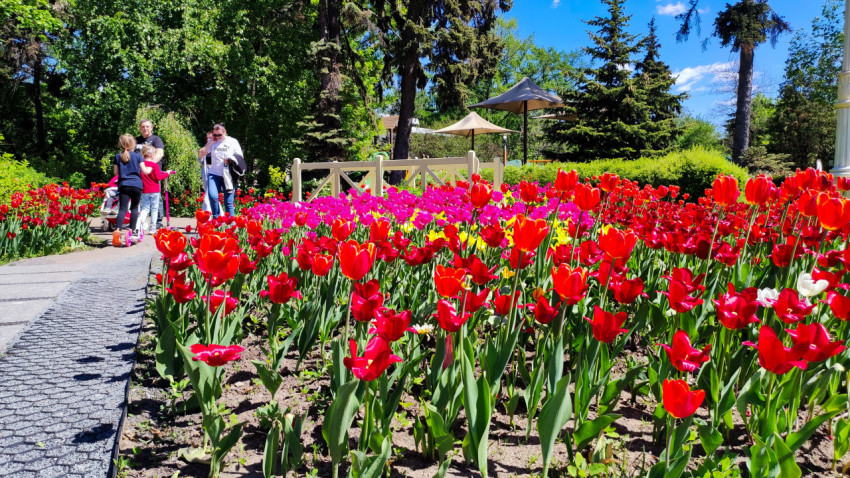 Клумбы с тюльпанами и прогулка посетителей ВДНХ