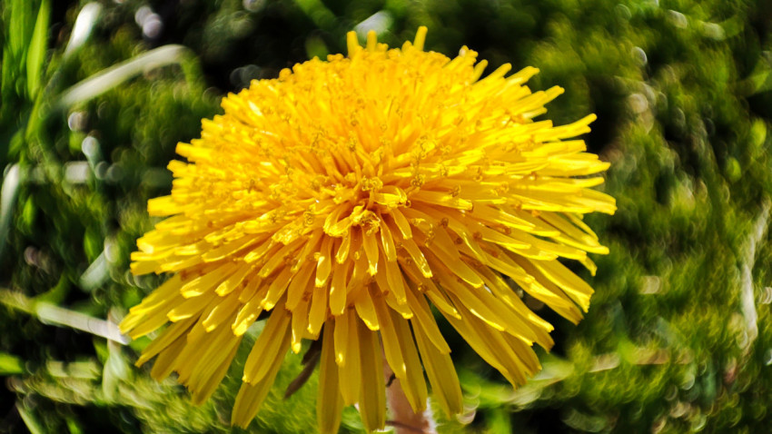 Соцветие одуванчика на газоне ВДНХ