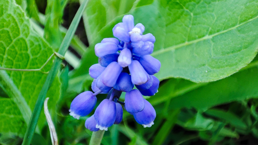 Соцветие мускари среди травы