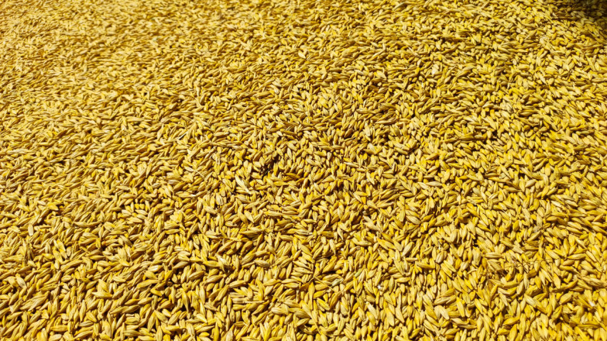 Золотистое зерно ячменя в насыпи крупным планом