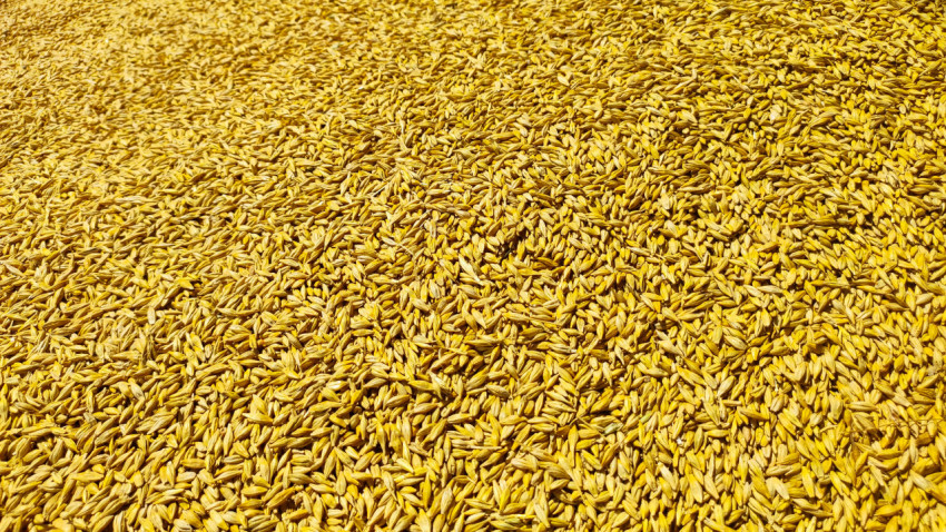 Рельеф поверхности зерна на насыпи крупным планом