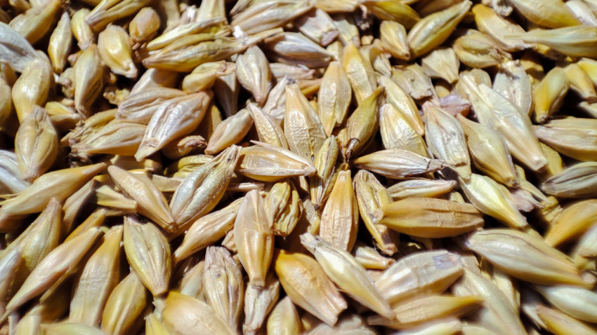 Макросъёмка зёрен ячменя с видимой оболочкой и бликами