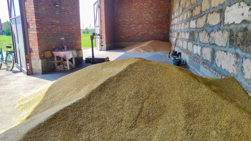 Зерно на полу в кирпичном складе с открытыми воротами и инвентарём
