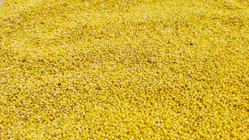 Россыпь пшена образует однородную жёлтую текстуру в кадре