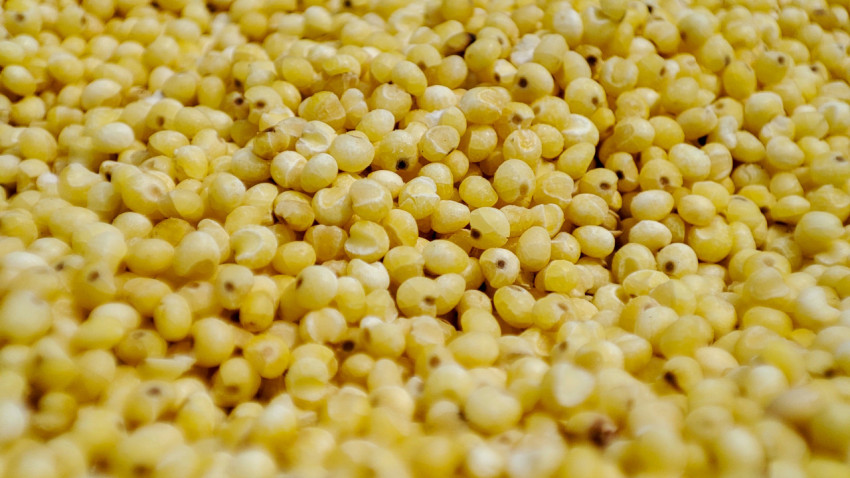 Зёрна пшена лежат плотной россыпью с акцентом на центральной зоне резкости