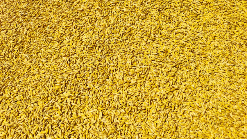 Ровный слой зерна ячменя как фон и текстура сверху